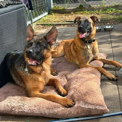 Hundetreffen-Zwei junge Schäferhunde suchen Hundefreunde-Bild