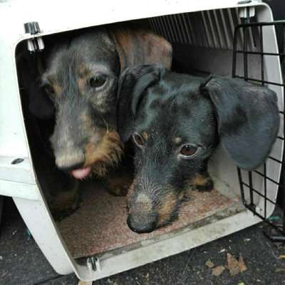 Hundetreffen-Gravenbrucher Weg / Wiese am Friedhof/ Niederröder Weg-Bild