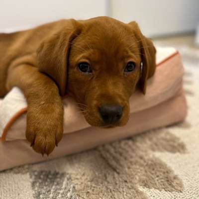 Hundetreffen-Hundetreffen um die St. Annenkapelle