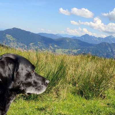 Hundetreffen-Gemeinsames Gassi-Bild