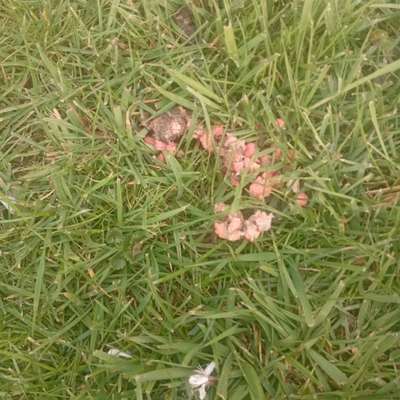 Giftköder-Gift???-Bild