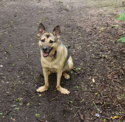 Hundetreffen-Senior Sozialisierung/Hundebegegnungen üben-Bild