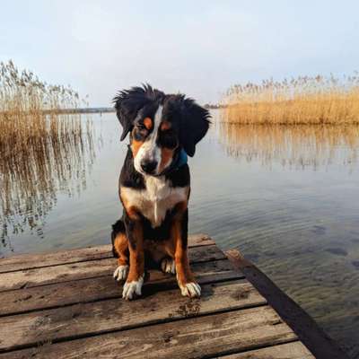 Hundetreffen-Treffen zum Training und Natur erkunden-Profilbild