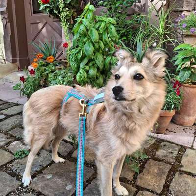 Hundetreffen-Gassifreunde für Flora gesucht-Bild