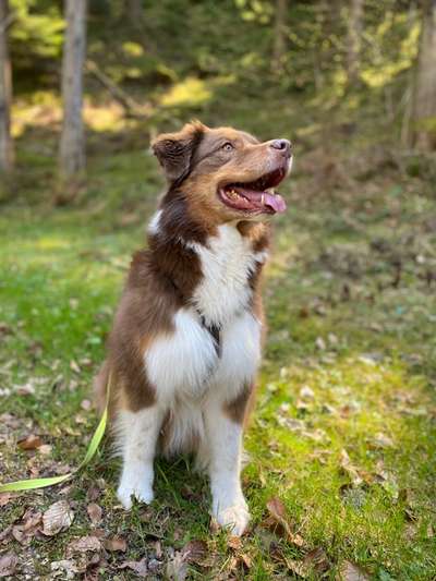 Hundetreffen-Souveräner Hund für Spaziergang gesucht-Bild