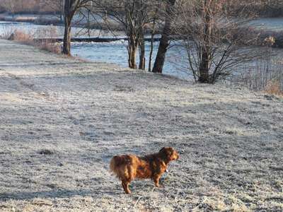 Hundeauslaufgebiet-Teichmattenweg-Bild