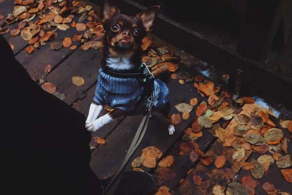 Die Dogorama Kalender Challenge 4/4-Beitrag-Bild