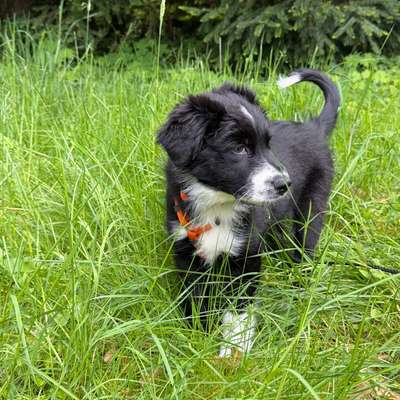Hundetreffen-Gassi & Spielen-Bild