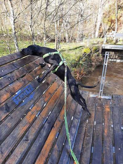 Auslandstierschutz-Beitrag-Bild