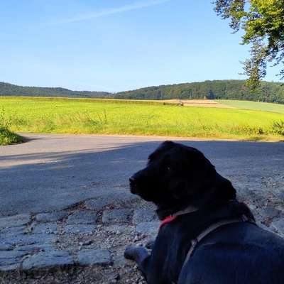 Hundetreffen-Hunde zum spielen und trainieren gesucht-Bild