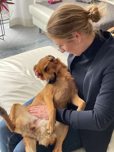 Mischlingshunde Foto Aufruf-Beitrag-Bild