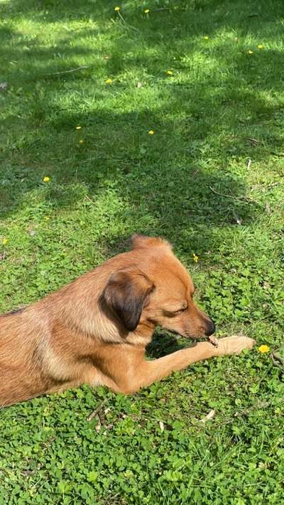 Mischlingshunde Foto Aufruf-Beitrag-Bild