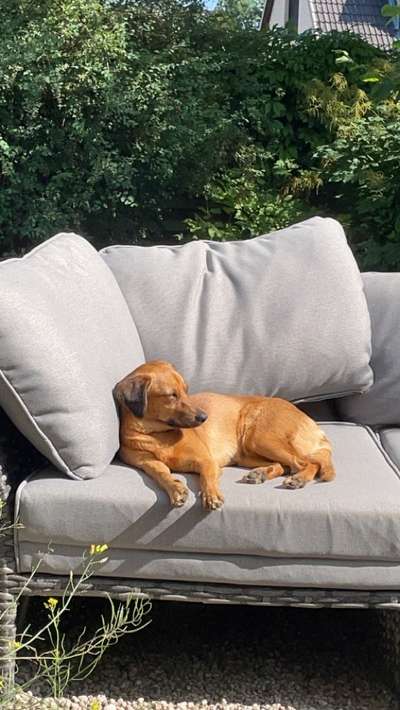 Mischlingshunde Foto Aufruf-Beitrag-Bild