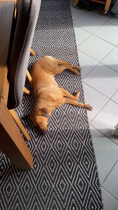 Mischlingshunde Foto Aufruf-Beitrag-Bild