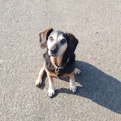 Hundetreffen-Entspannte gassirunde zum Spielen-Profilbild