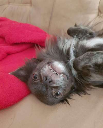 Die Dogorama-Wochen-Challenge "Die schönste Grimasse"-Beitrag-Bild