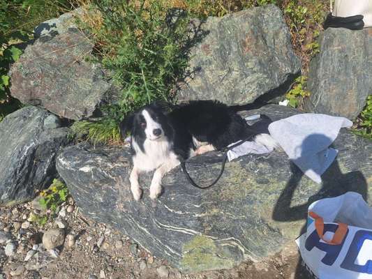 Hundetreffen-Hundetreffen-Bild