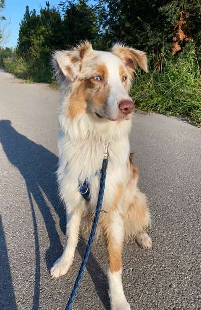 Hundetreffen-Suche souveränen Hund für gemeinsame Spaziergänge-Bild