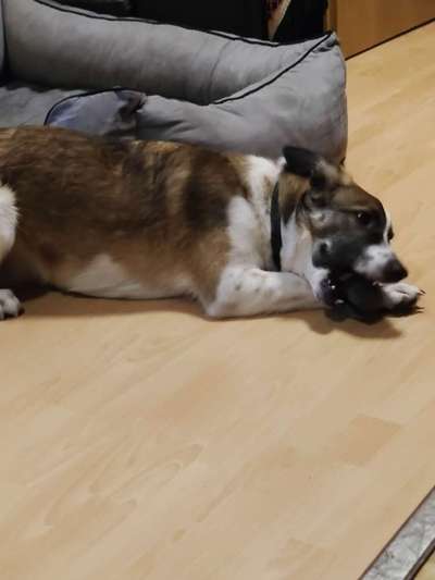 Hunde aus Rumänien-Beitrag-Bild