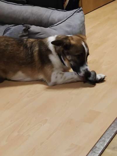 Hunde aus Rumänien-Beitrag-Bild