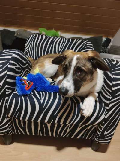 Hunde aus Rumänien-Beitrag-Bild