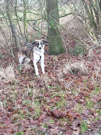 Hunde aus Rumänien-Beitrag-Bild