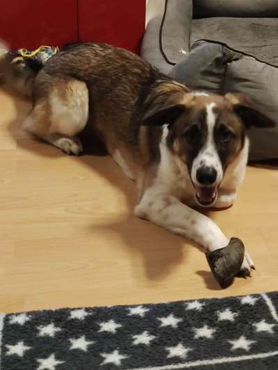 Hunde aus Rumänien-Beitrag-Bild