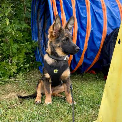 Hundetreffen-Gassi, Sozialisierung, Spielen & mehr-Bild