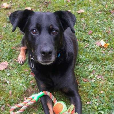 Hundetreffen-spielen und kennenlernen im auslauf oder Garten-Bild