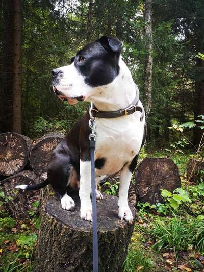 Olde English Bulldogge-Beitrag-Bild