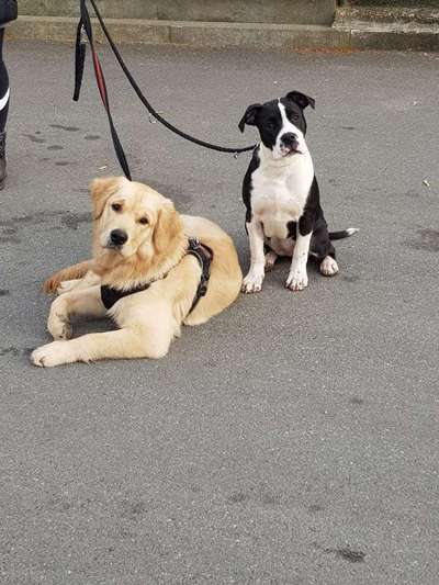 Wirklich ein LabradorBoxer Mischling-Beitrag-Bild