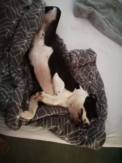 Darf der Hund bei Euch im Bett schlafen?-Beitrag-Bild