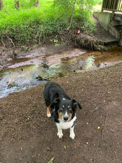 Hundetreffen-Spielrunde zusammen gassi gehen-Bild