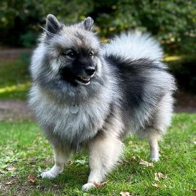 Hundetreffen-Hilden und Umgebung-Bild