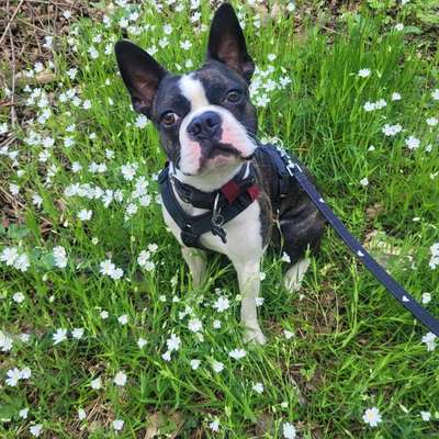 Hundetreffen-Gassi Runde und Spielen mit Lawrence (Boston Terrier)-Bild