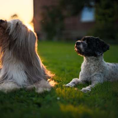 Hundetreffen-Gemeinsamer Spaziergang-Bild