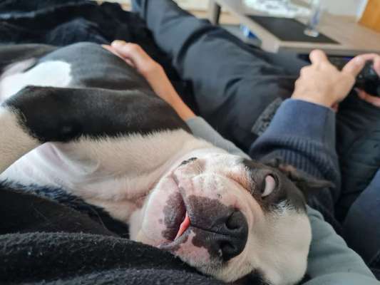 Welpe im Schlaf zuckt-Beitrag-Bild