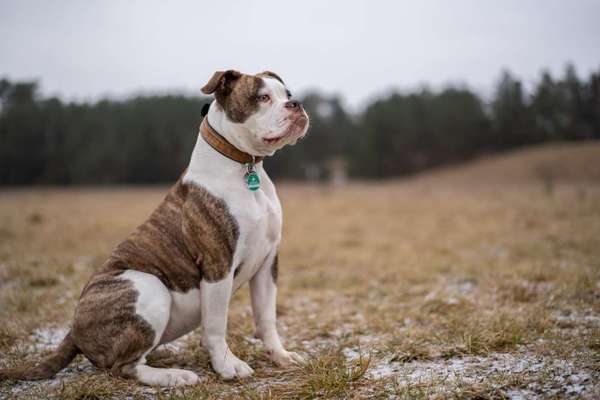 Seltene Rassen!-Beitrag-Bild