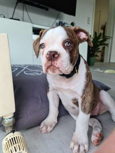 Welpen Bilder !-Beitrag-Bild