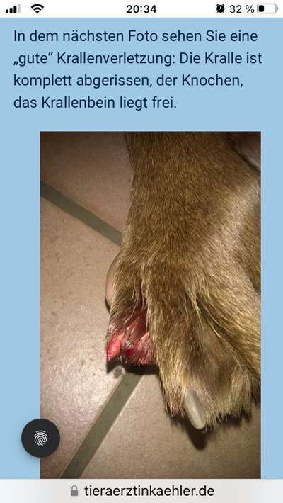 Abgerissene Kralle-Beitrag-Bild