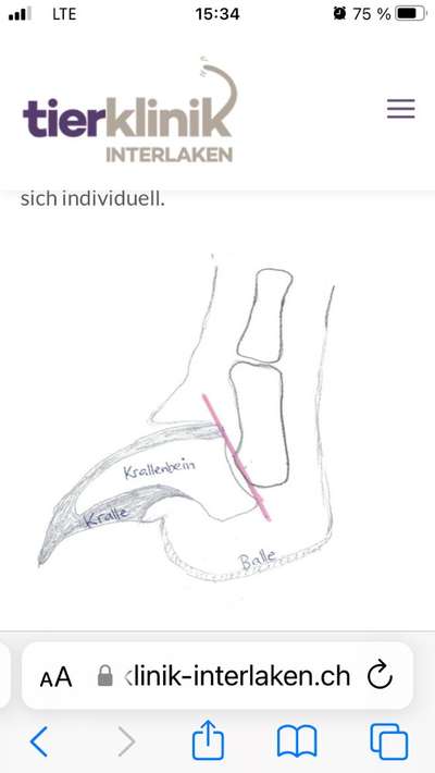 Abgerissene Kralle-Beitrag-Bild