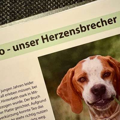 Tierschutzhunde suchen ein Zuhause-Beitrag-Bild