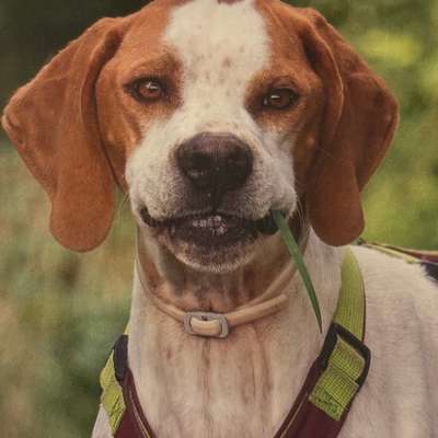 Tierschutzhunde suchen ein Zuhause-Beitrag-Bild