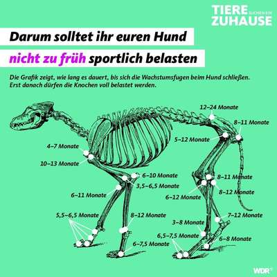 Agility Junghund-Beitrag-Bild