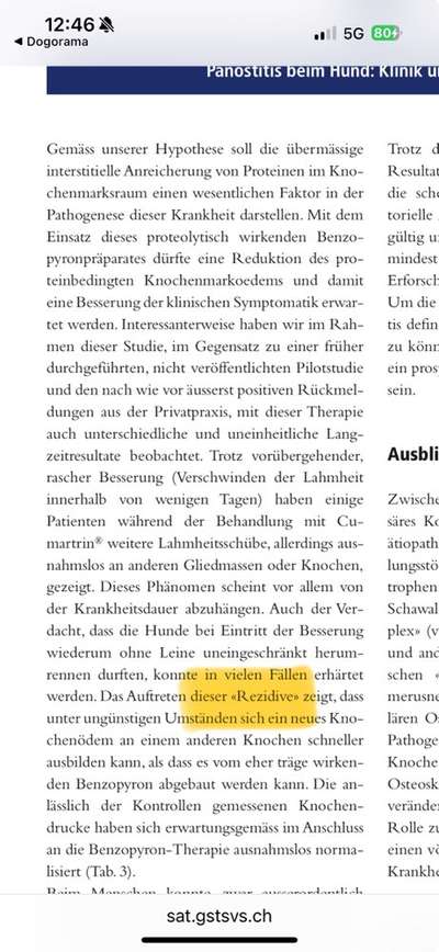 Panostitis bei Malinois Junghund-Beitrag-Bild