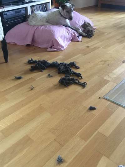 Spitzname(n) Deines Hundes-Beitrag-Bild