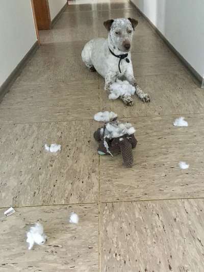 Spitzname(n) Deines Hundes-Beitrag-Bild