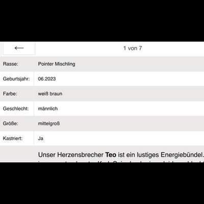 Tierschutzhunde suchen ein Zuhause-Beitrag-Bild