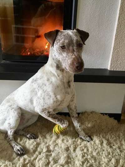 Sollte das Absolvieren eines Erste-Hilfe-Kurses beim Hund zur Pflicht werden?-Beitrag-Bild