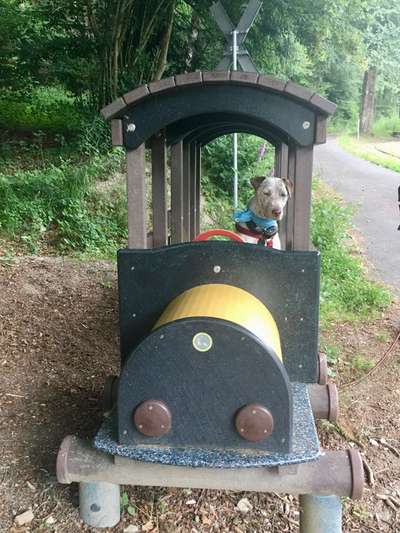 Hunde Memes-Beitrag-Bild